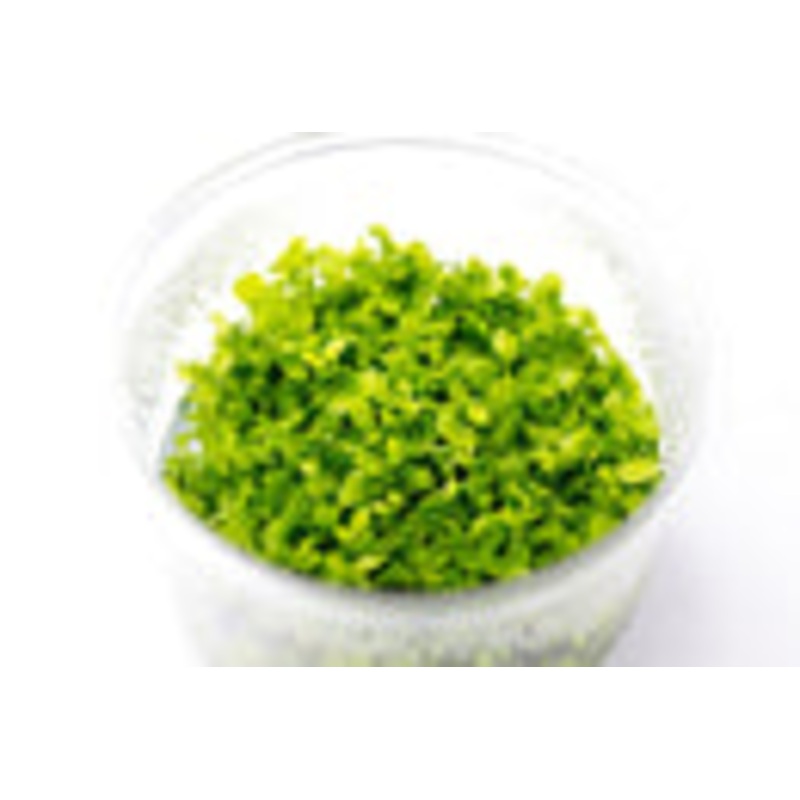 Micranthemum 'Monte Carlo' UNS Tissue Culture