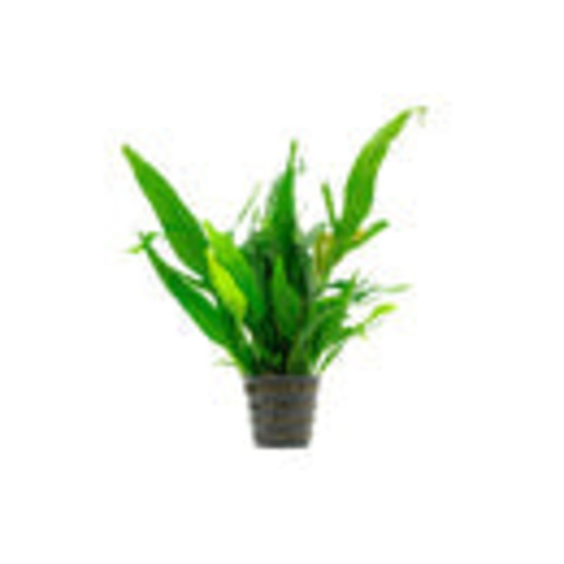 Microsorium pteropus - Java Fern Mother Pot