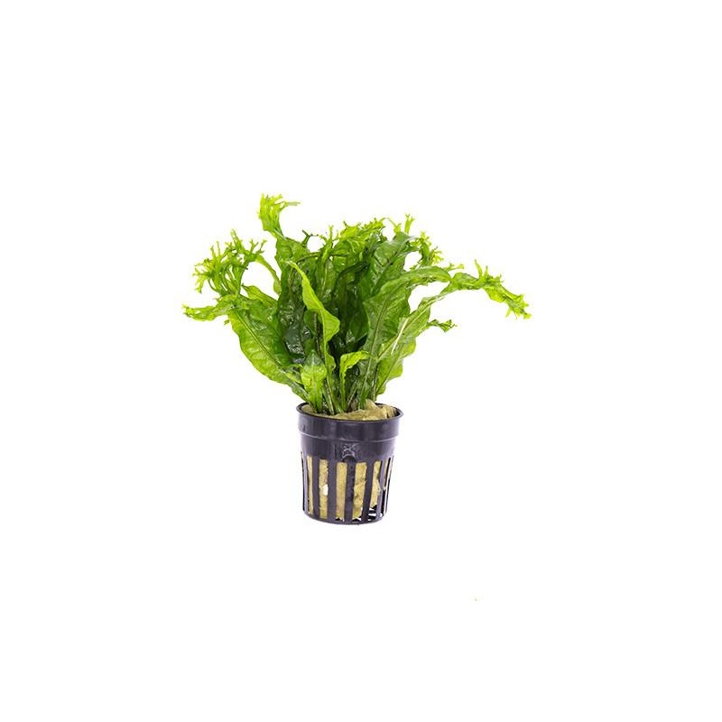 Microsorum Pteropus Java Fern 'Windelov'