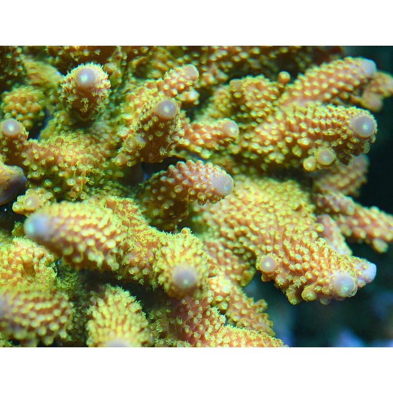 ORA Green Humilis Acopora Coral