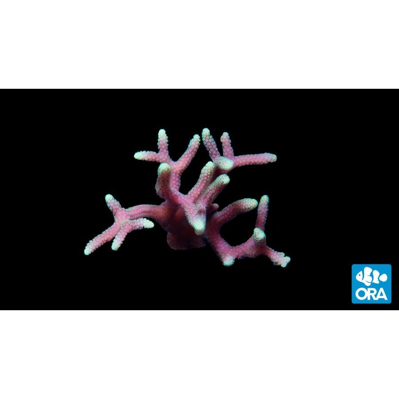 ORA Green Tip Pink Birdsnest Seriatopora Coral