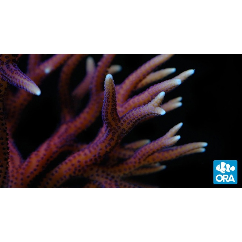 ORA Hyacinth Birdsnest Seriatopora Coral