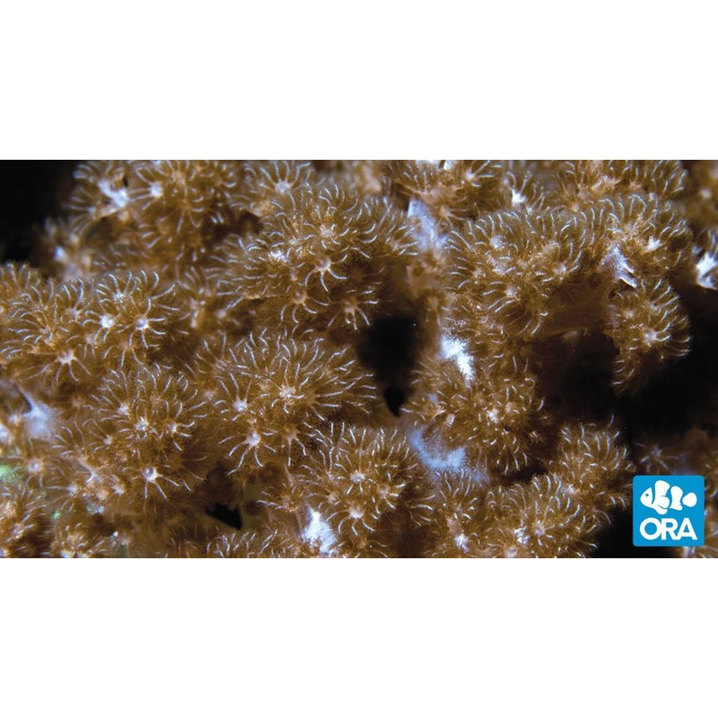 ORA Kenya Tree Coral