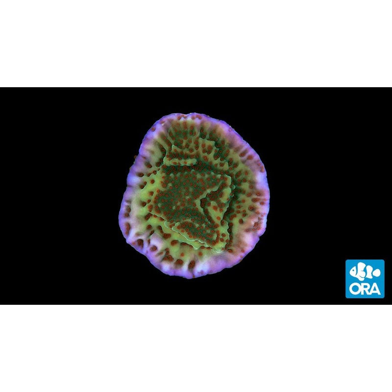 ORA Mind Trick Montipora Coral