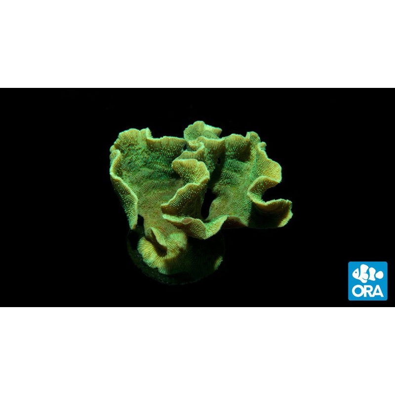 ORA Mint Pavona Coral