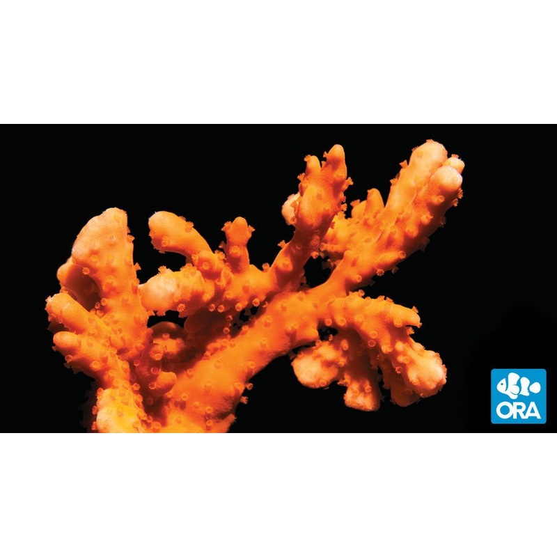 ORA Orange Setosa Montipora Coral