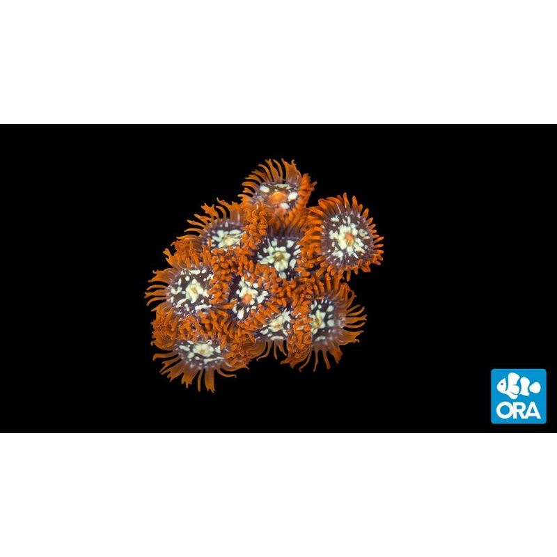 ORA Orange Zoanthids Coral