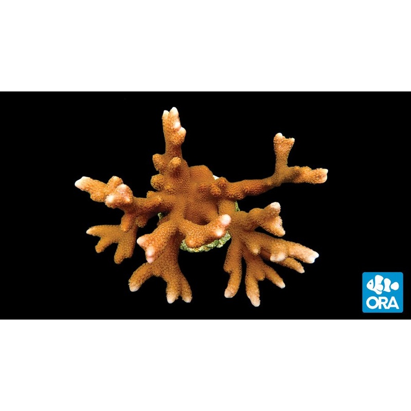 ORA Peach Digitata Montipora Coral
