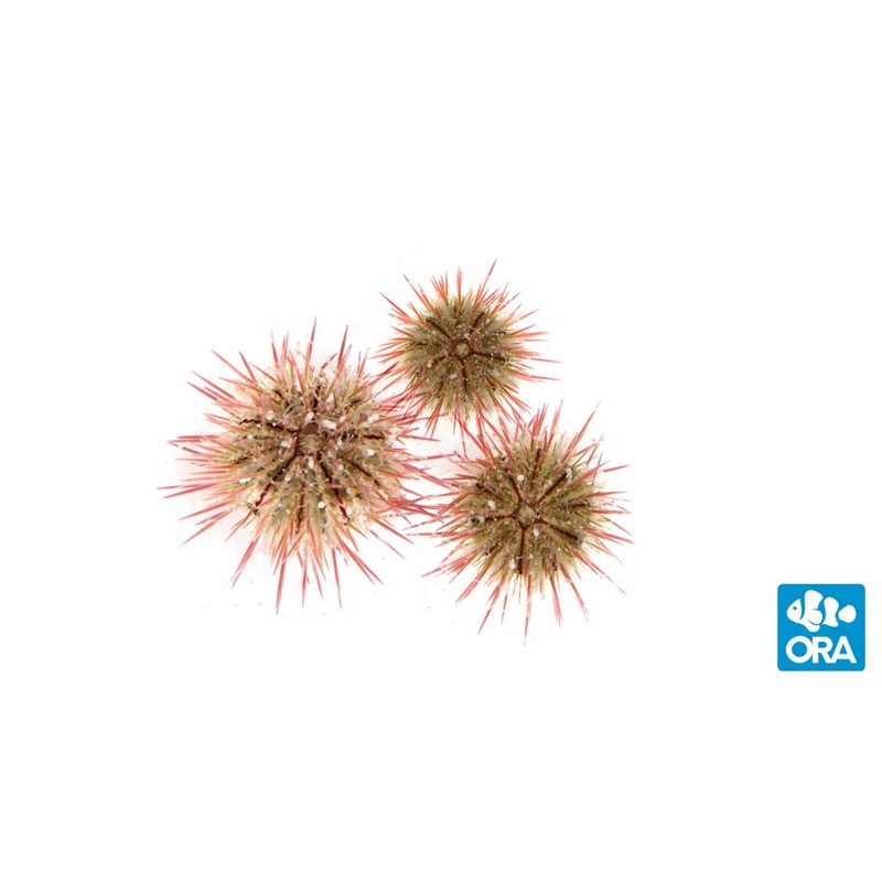 ORA Pincushion Sea Urchin