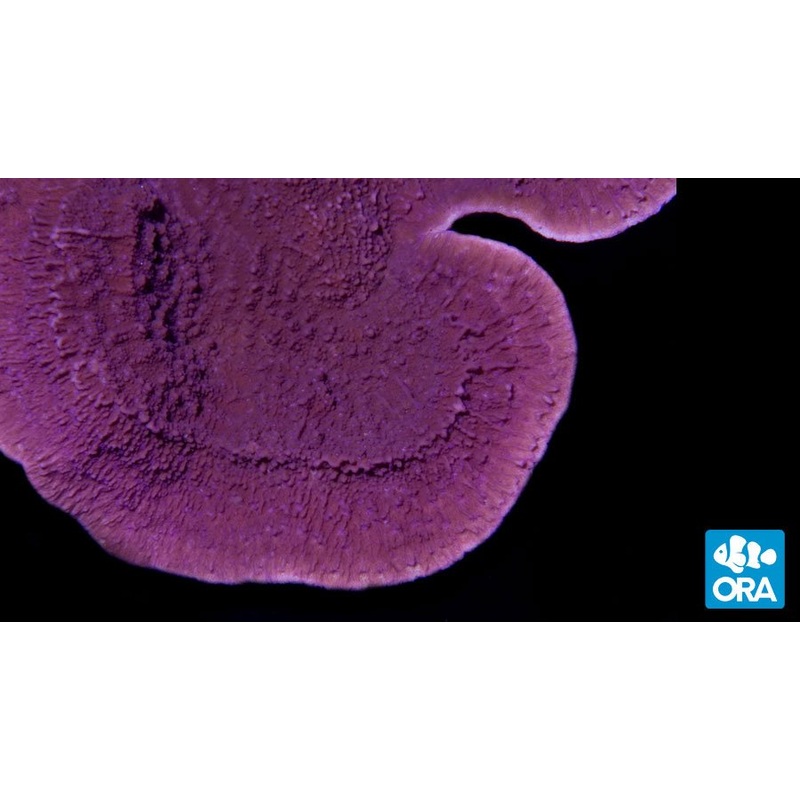 ORA Purple Capricornis Montipora Coral