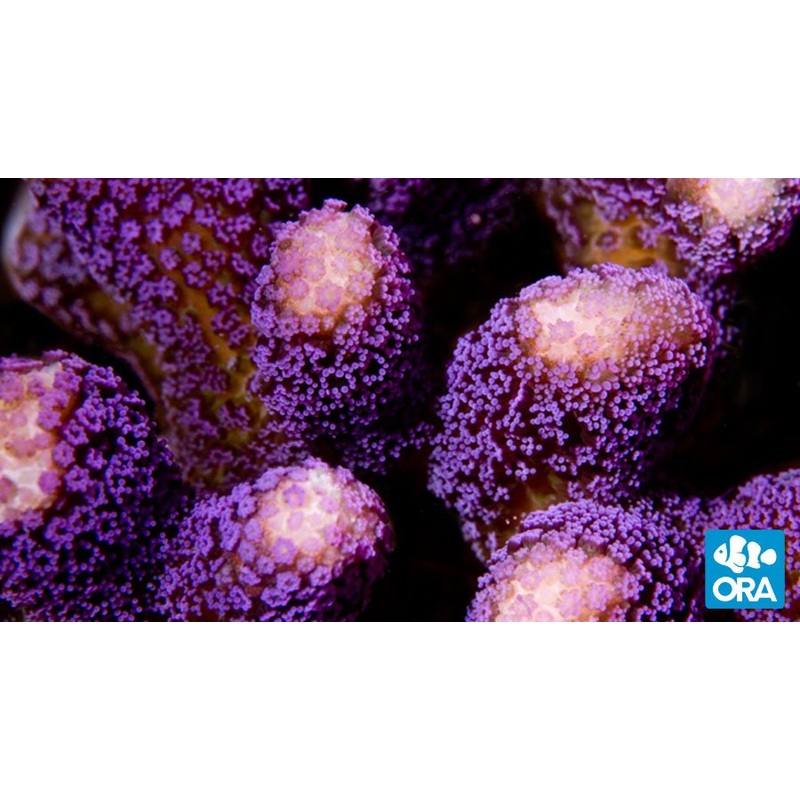 ORA Purple Stylophora Coral