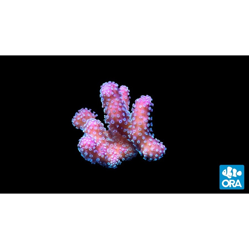 ORA Stellar Stylophora Coral