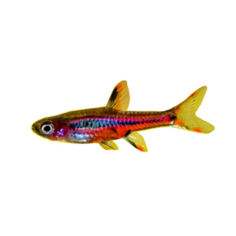 Phoenix Rasbora