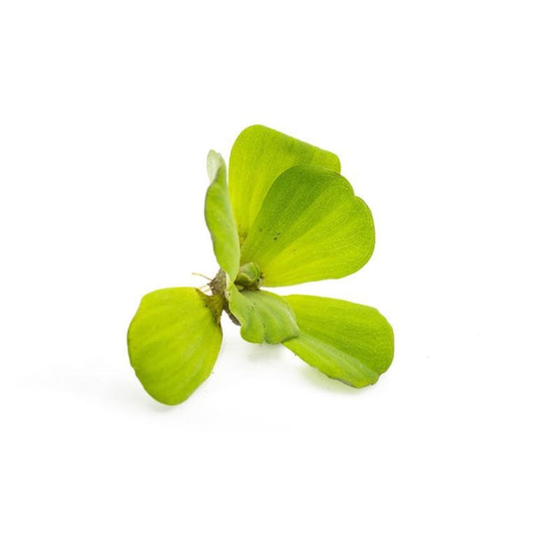 Pista Stratiotes/ Water Lettuce
