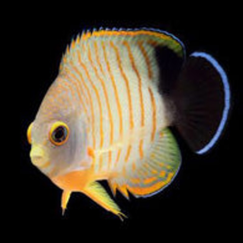 Red Stripe Eibli Angelfish