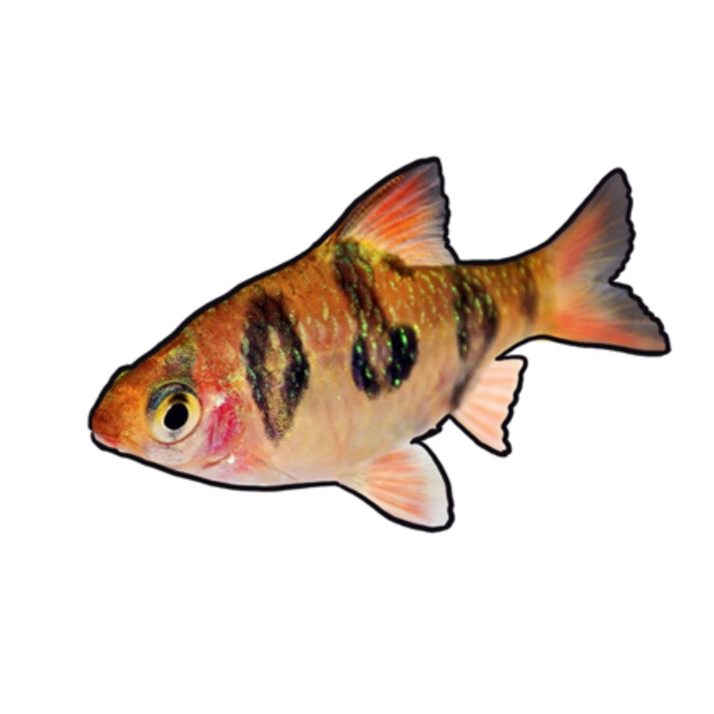 Rhombo Barb