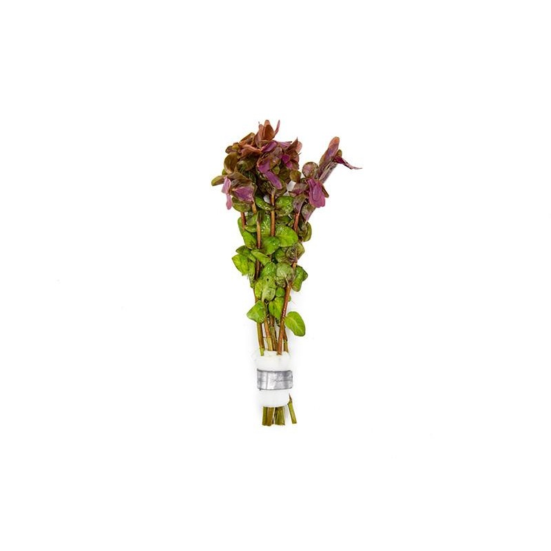 Rotala Macrandra Mini