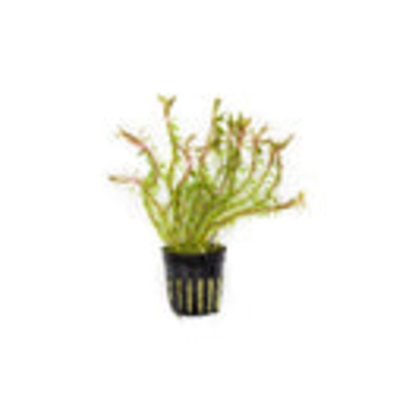 Rotala Wallichii