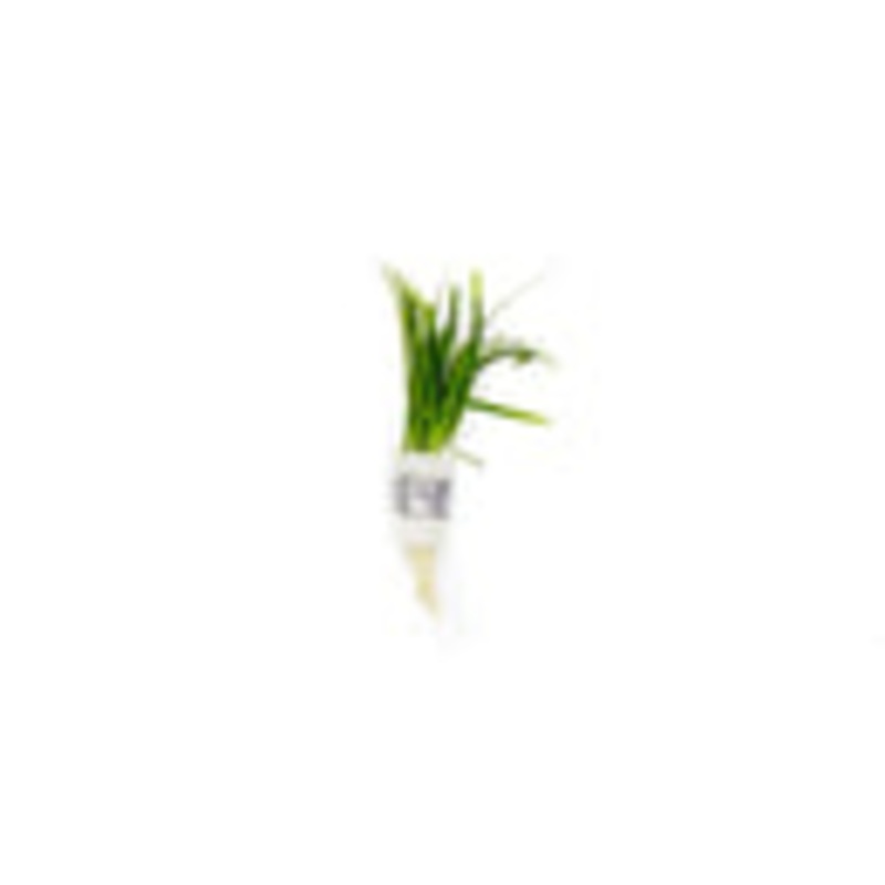 Sagittaria subulata