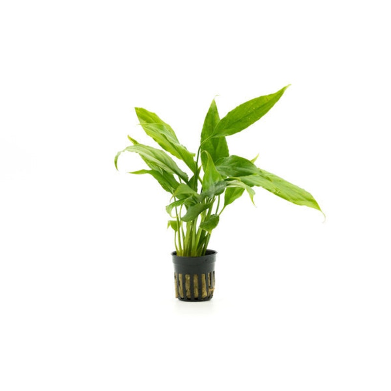 Spathiphyllum Vallishi - Peace Lily