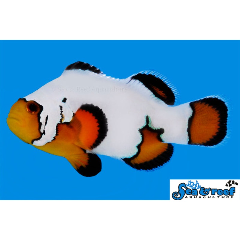 Ultra Black Ice Clownfish