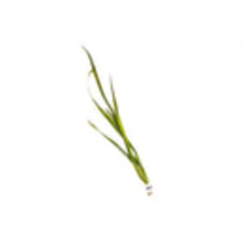 Vallisneria Gigantea