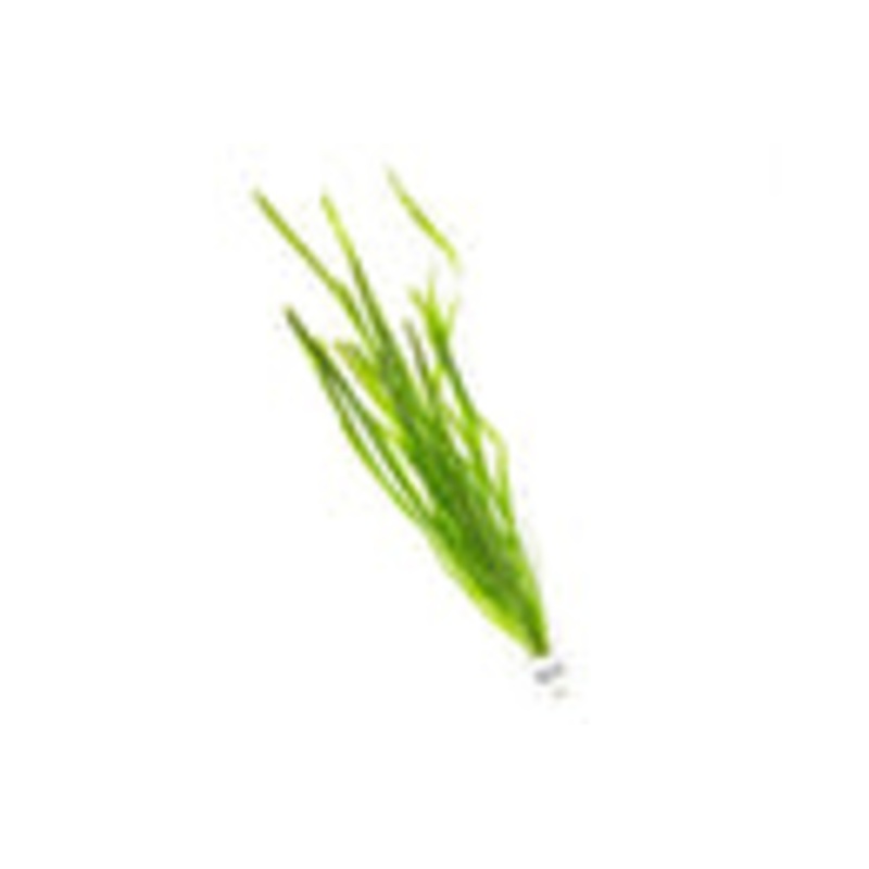 Vallisneria Spiralis