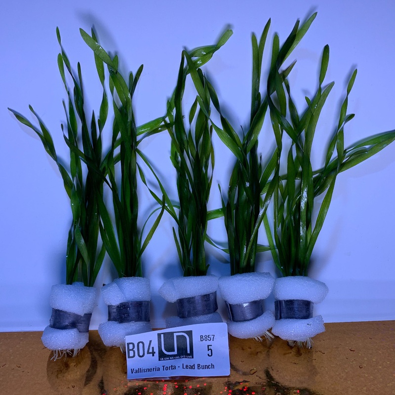 Vallisneria Torta