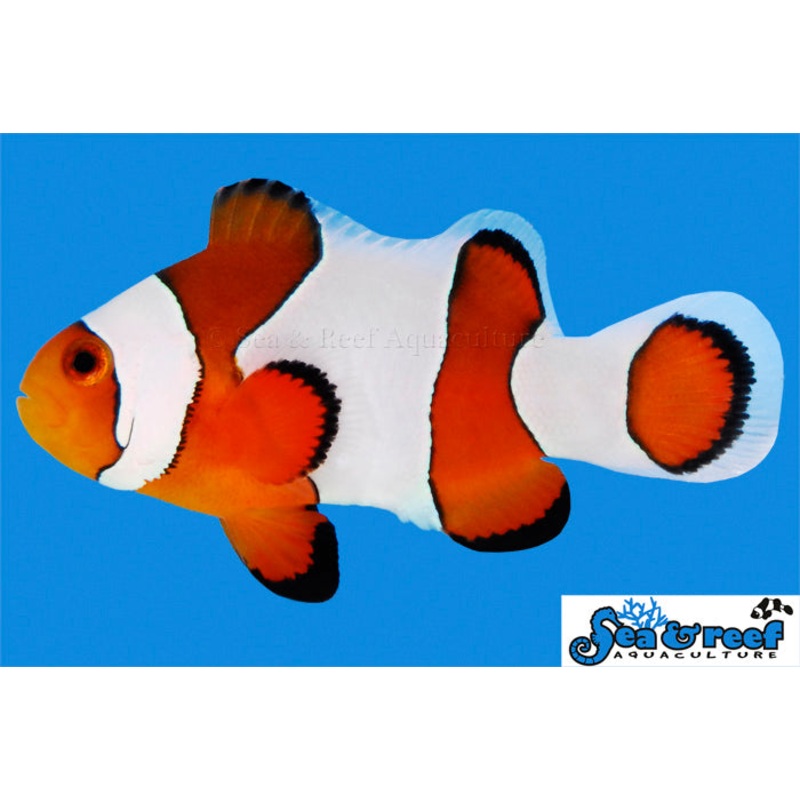 Wide Bar Gladiator Ocellaris
