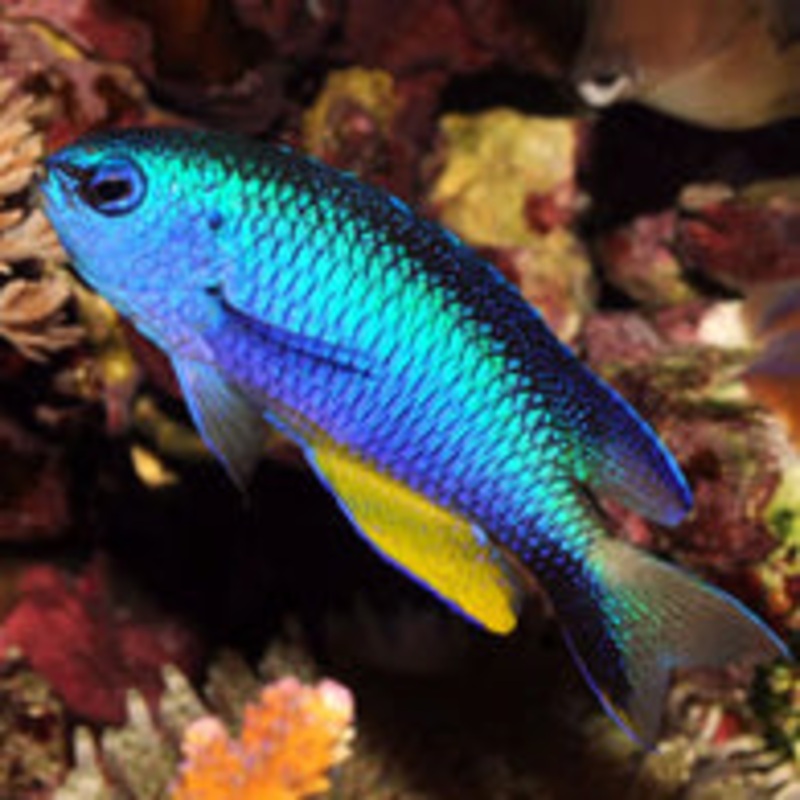 Alleni Damsel
