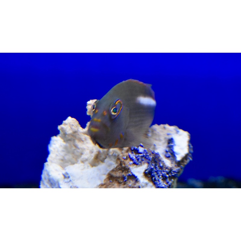 Arc Eye Hawkfish