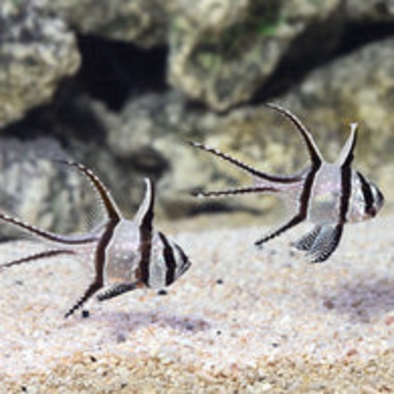 Banggai / Banner Cardinalfish