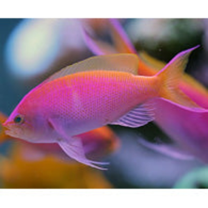 Bartlett Anthias