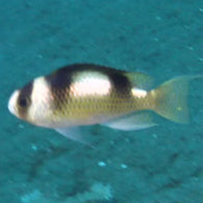 Black Banded Damsel