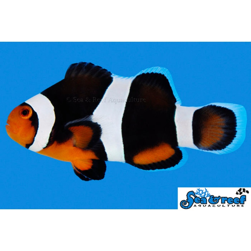 Black Photon Clownfish