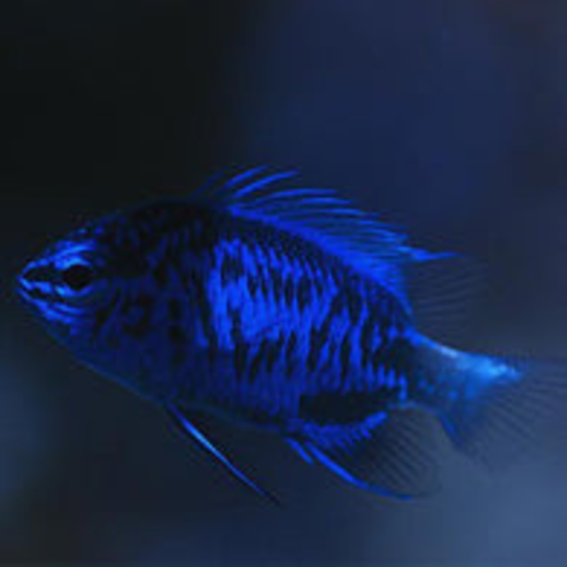 Blue Sapphire Damselfish