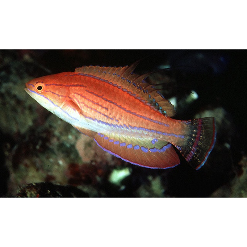 Carpenter Flasher Wrasse