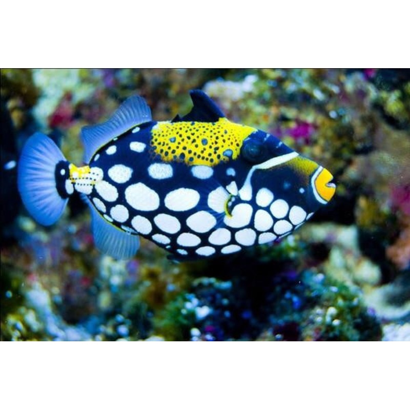 Clown Triggerfish