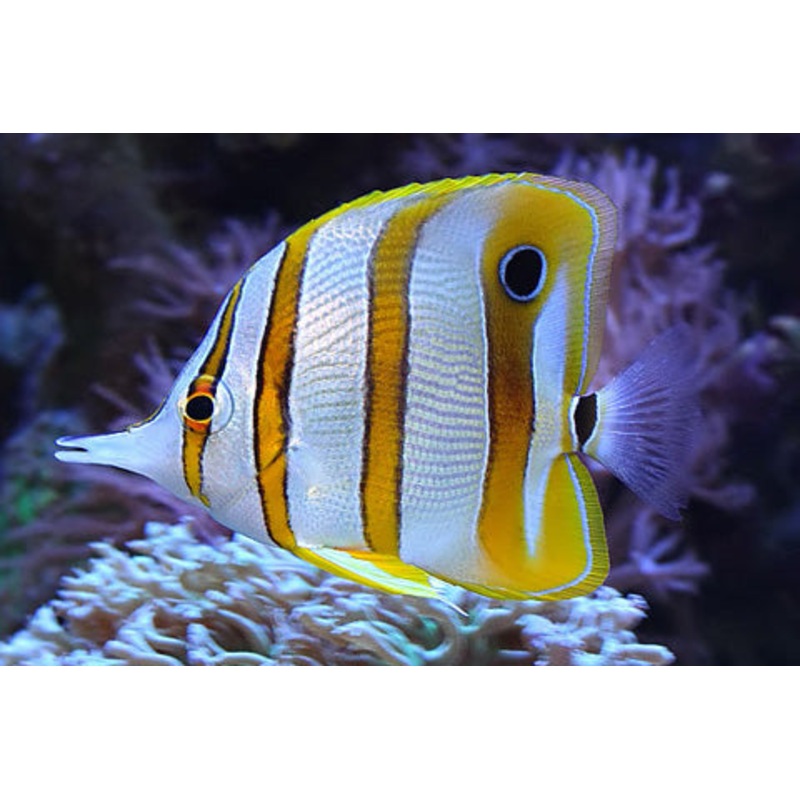 Copperband Butterflyfish