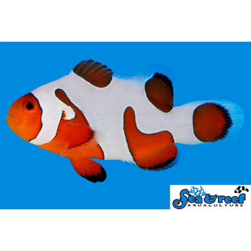DaVinci Extreme Clownfish