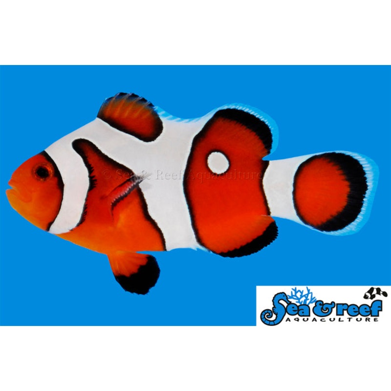 DaVinci Grade A Clownfish