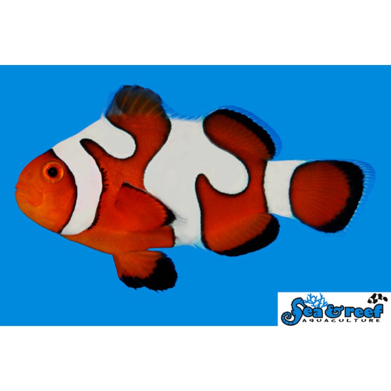 DaVinci Grade B Clownfish