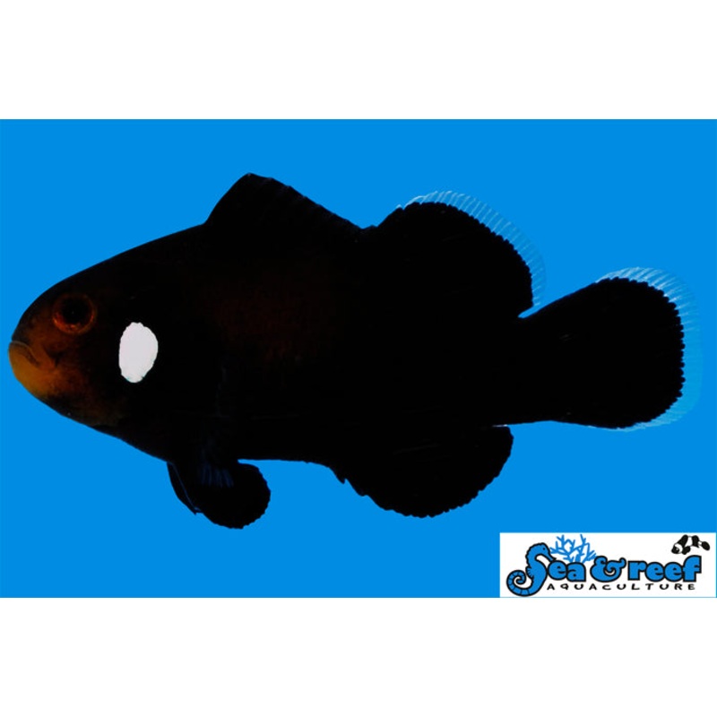 Domino Clownfish