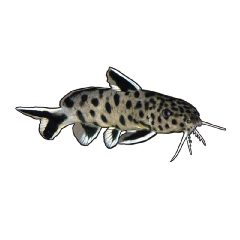 Dwarf Petricola Catfish
