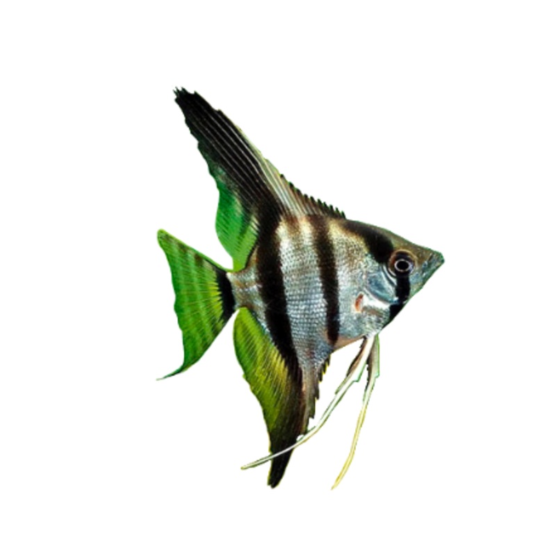Freshwater Angelfish