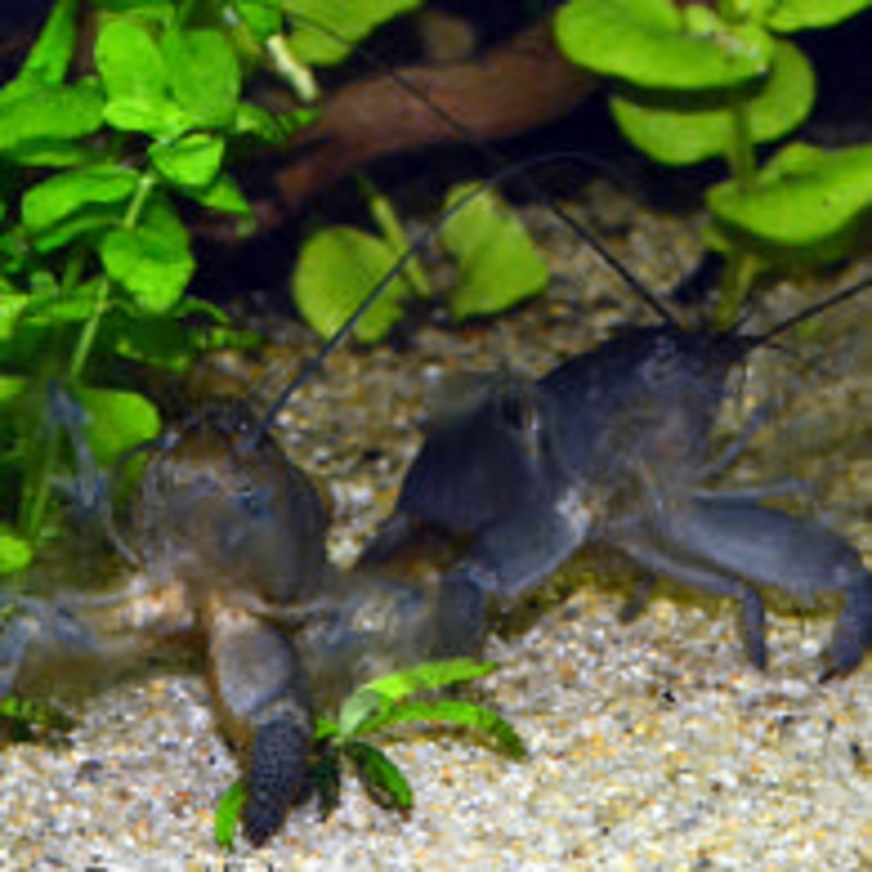 Giant Blue Wood Shrimp