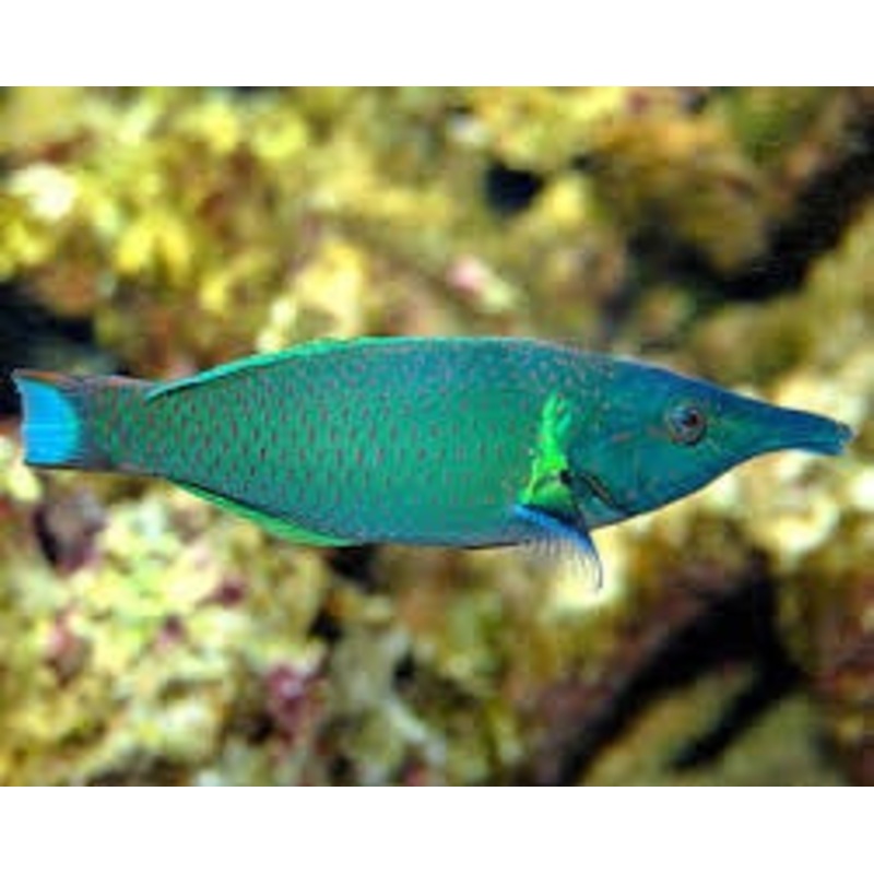 Green Bird Wrasse