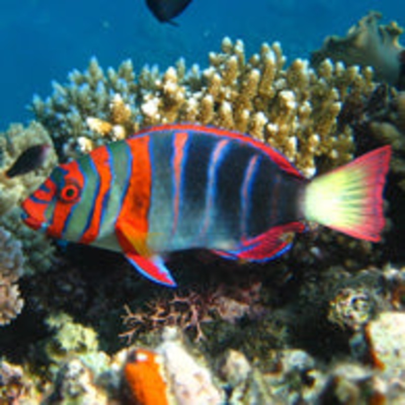 Harlequin Tusk