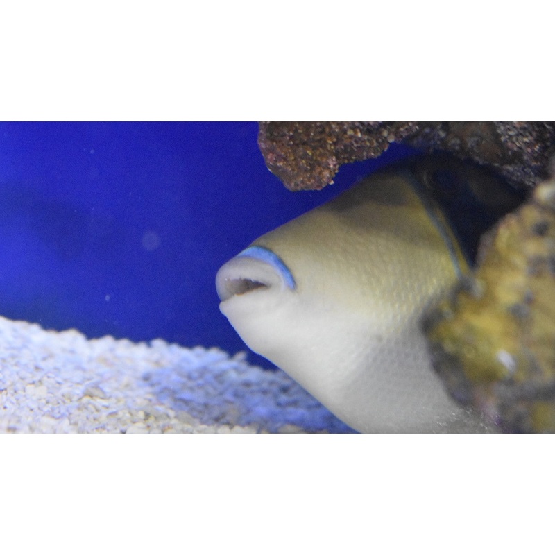 Humu Rectangle Triggerfish