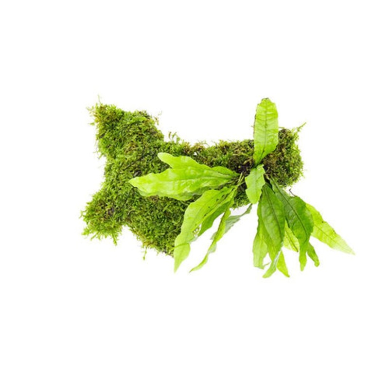 Java Fern and Christmas Moss in Driftwood